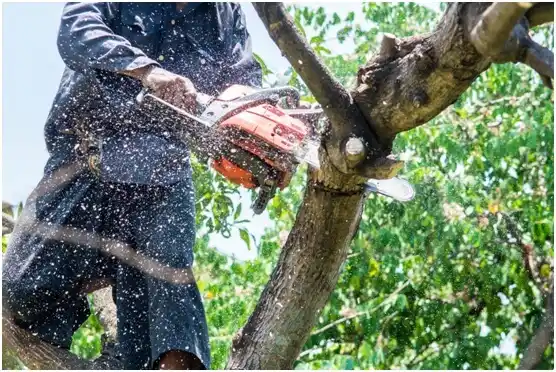 tree services Esperanza